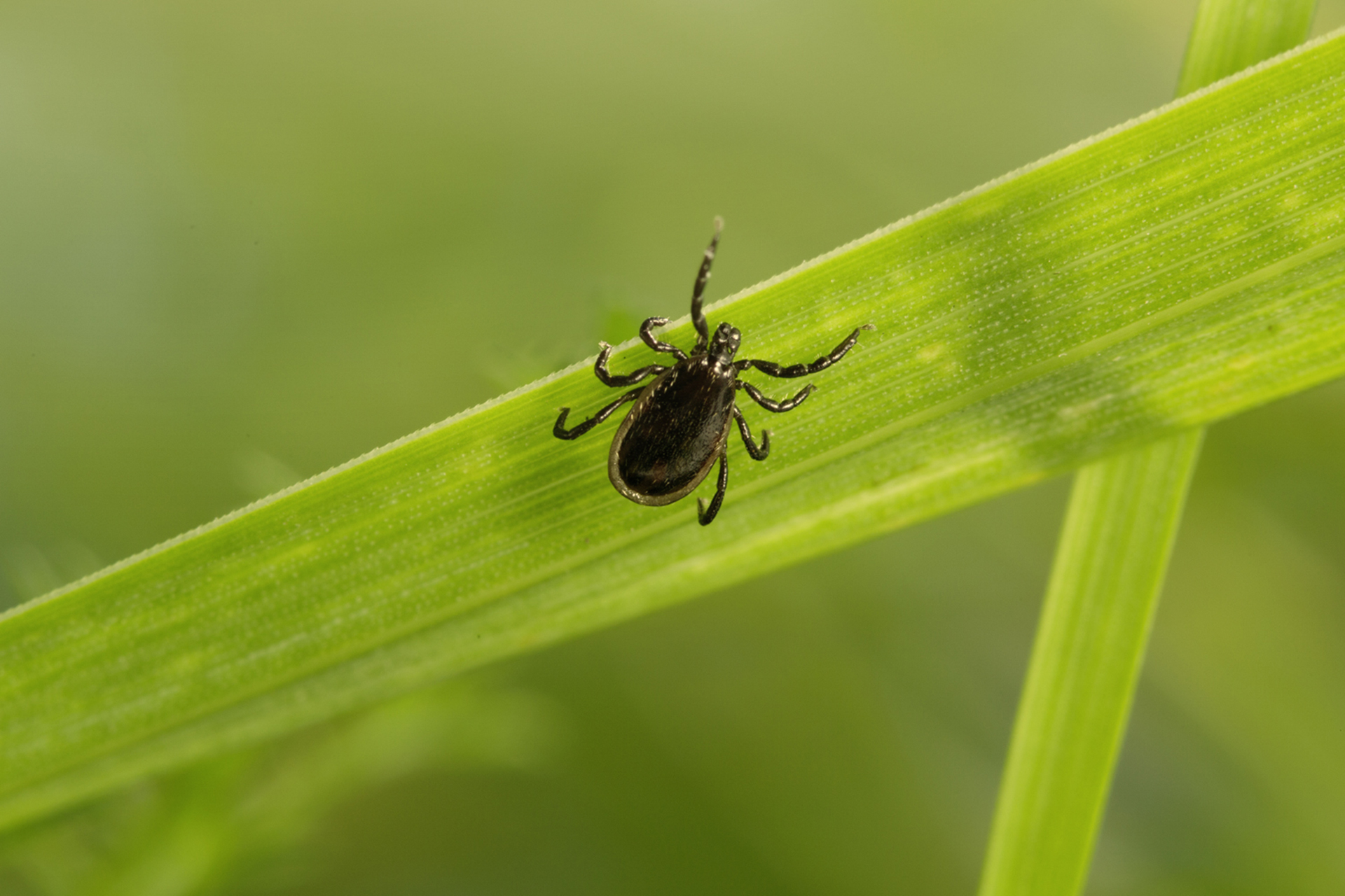 Parasiten1x1 Zecke, Stechmücke und Co wer sticht denn da? Zecken.de